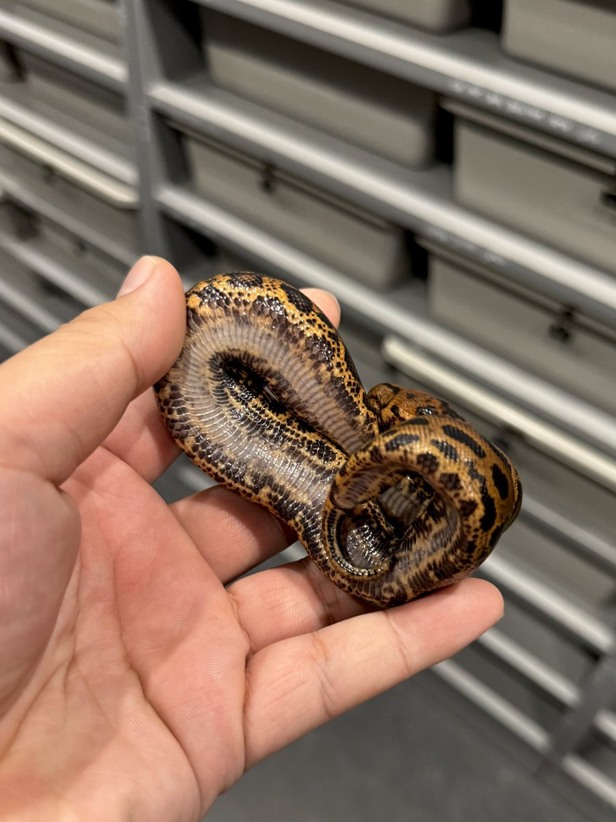 06shockwave's tweet image. 0.1 Confusion Stranger RS YB Batman

#06cb
#ボールパイソン 
#ballpython