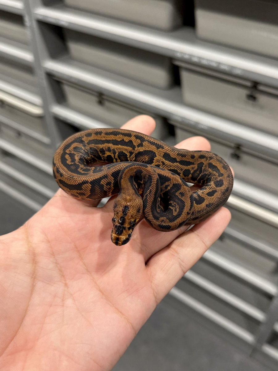 06shockwave's tweet image. 0.1 Confusion Stranger RS YB Batman

#06cb
#ボールパイソン 
#ballpython