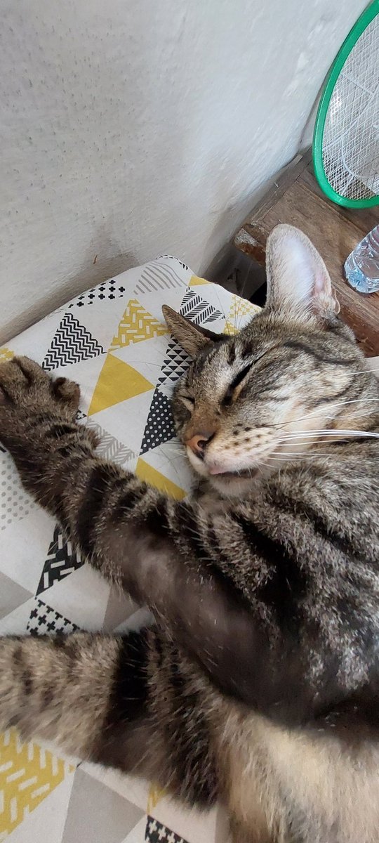 ࣪✦𖤐.SHENNY.𖤐 ࣪✦ tweet media