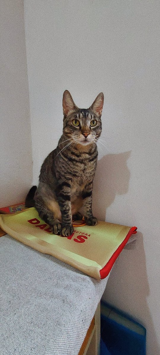 ࣪✦𖤐.SHENNY.𖤐 ࣪✦ tweet media