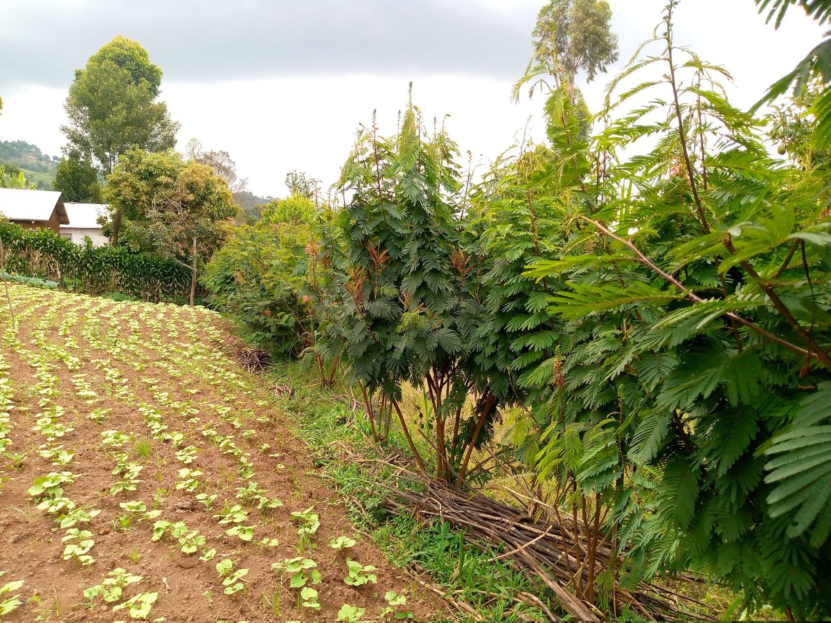 RightCohen's tweet image. FACT:
Both Calliandra and Elephant grass are good for making contour hedges  but Calliandra has many benefits compared to Elephant grass.
#NOTE: Calliandra fixes nitrogen in the soil and is very effective in controlling soil erosion.

Comment, Like and Repost.
#LetsFarmTogether