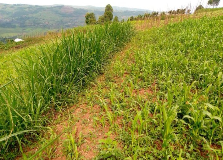 RightCohen's tweet image. FACT:
Both Calliandra and Elephant grass are good for making contour hedges  but Calliandra has many benefits compared to Elephant grass.
#NOTE: Calliandra fixes nitrogen in the soil and is very effective in controlling soil erosion.

Comment, Like and Repost.
#LetsFarmTogether