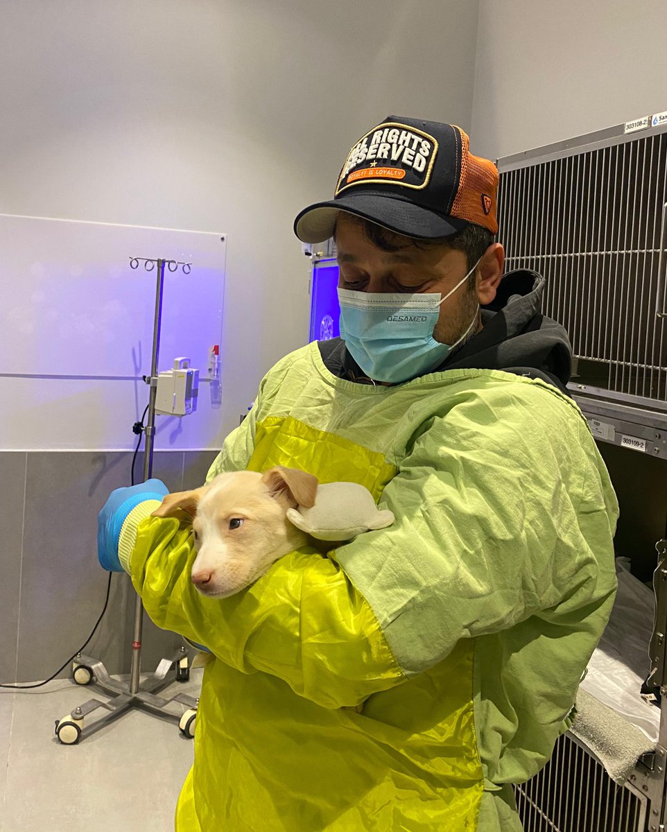 ❗️ işte “ iyi bakılıyor “ denilen 
“ orada ilgileniliyor” denilen barınakların hali ❗️ 

Sevgili <a href="/gulbenergen/">Gülben Ergen</a> bu kuzuyu barınaktan kurtarmıştı , ciddi şekilde hasta kendisi daha bebek olmasına rağmen ! 

Bu bebek başta olmak üzere tüm hayvanlara iyi dileklerimizi iletelim