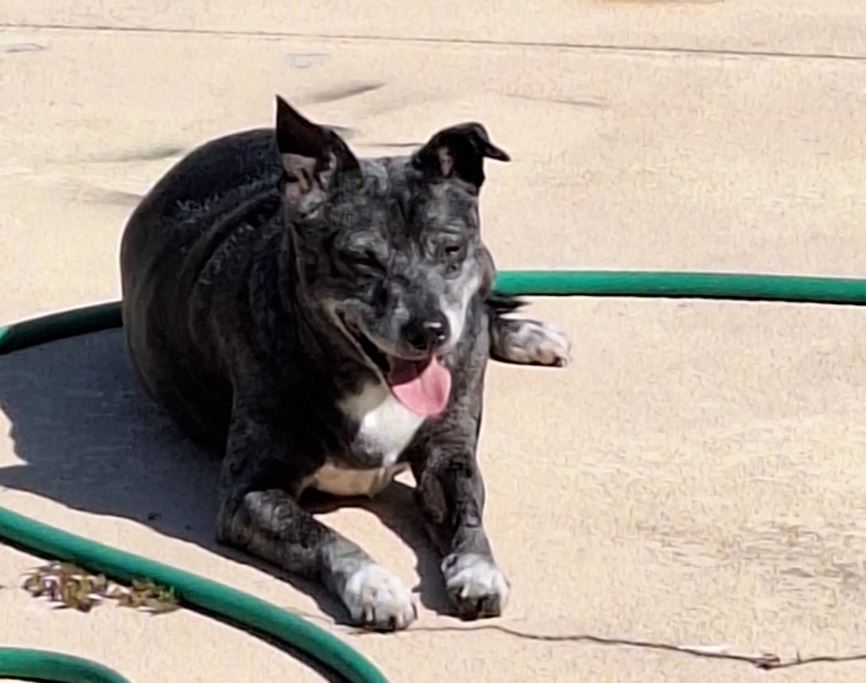 elccrack2's tweet photo. Busy morning.
Took Tucker to get a mani/pedi at Petsmart. Off to the dog park &amp; a much needed bath, after he kept rolling in the dirt. Love their dog washing stations. Then to Chick-fil-a for a car picnic.
Now we're home and he's hanging on his pool deck. #lovehimsomuch https://t.co/zRnZQsr5qi