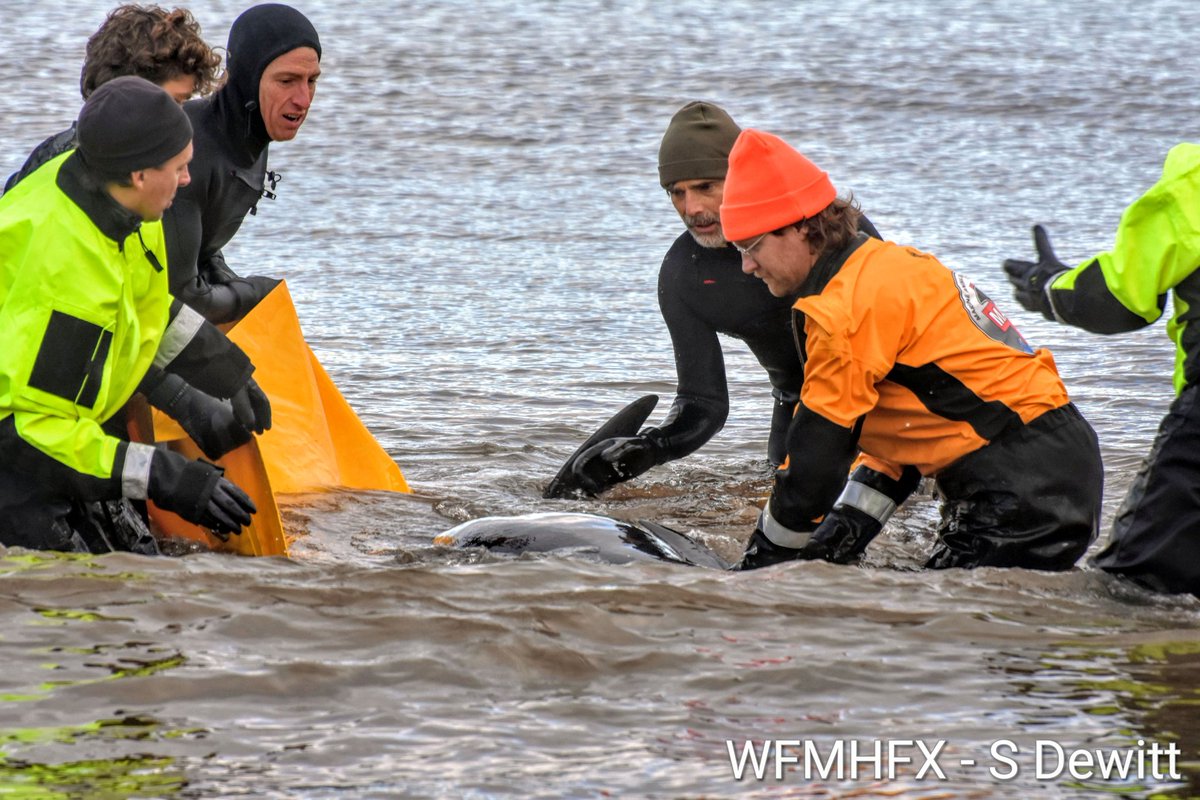 HfxMda's tweet photo. Rescue - MARS responded to a young beached pilot whale call in Cow Bay after walkers discovered the animal on shore.

Checking the health of the animal, MARS assembled rescue floats and transported the whale far enough from shore for it to openly swim. https://t.co/KEeQRJ6xMN