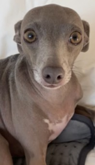 🆘19 NOV 2025 #Lost Doris #ScanMe
Grey/Blue &amp; White Italian Greyhound Female
Ghyll Head Road #Windermere #LA23
Entrance to Rosthwaite
#Cumbria #LakeDistrict
Wearing a bright Pink Coat, Orange Collar
doglost.co.uk/dog/200973