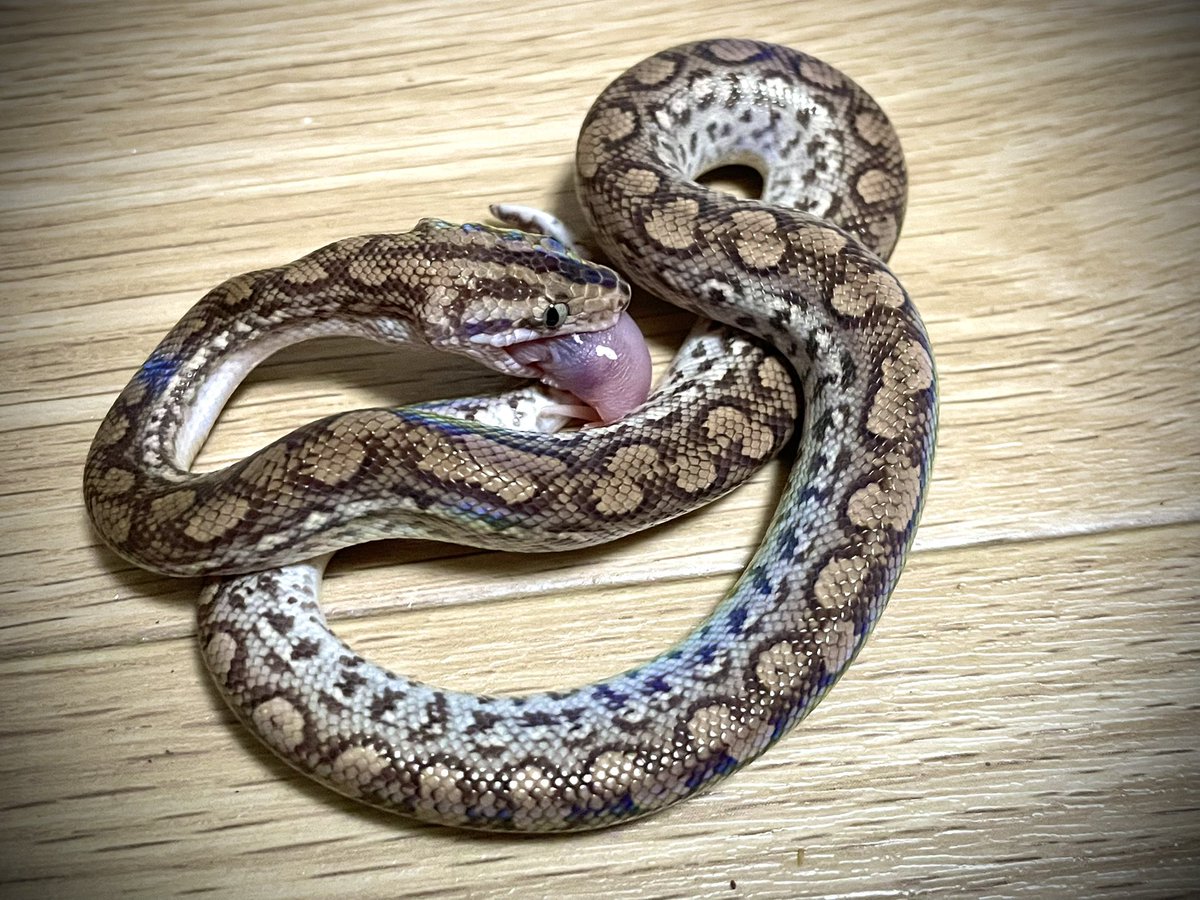 最近のうちの蛇たち