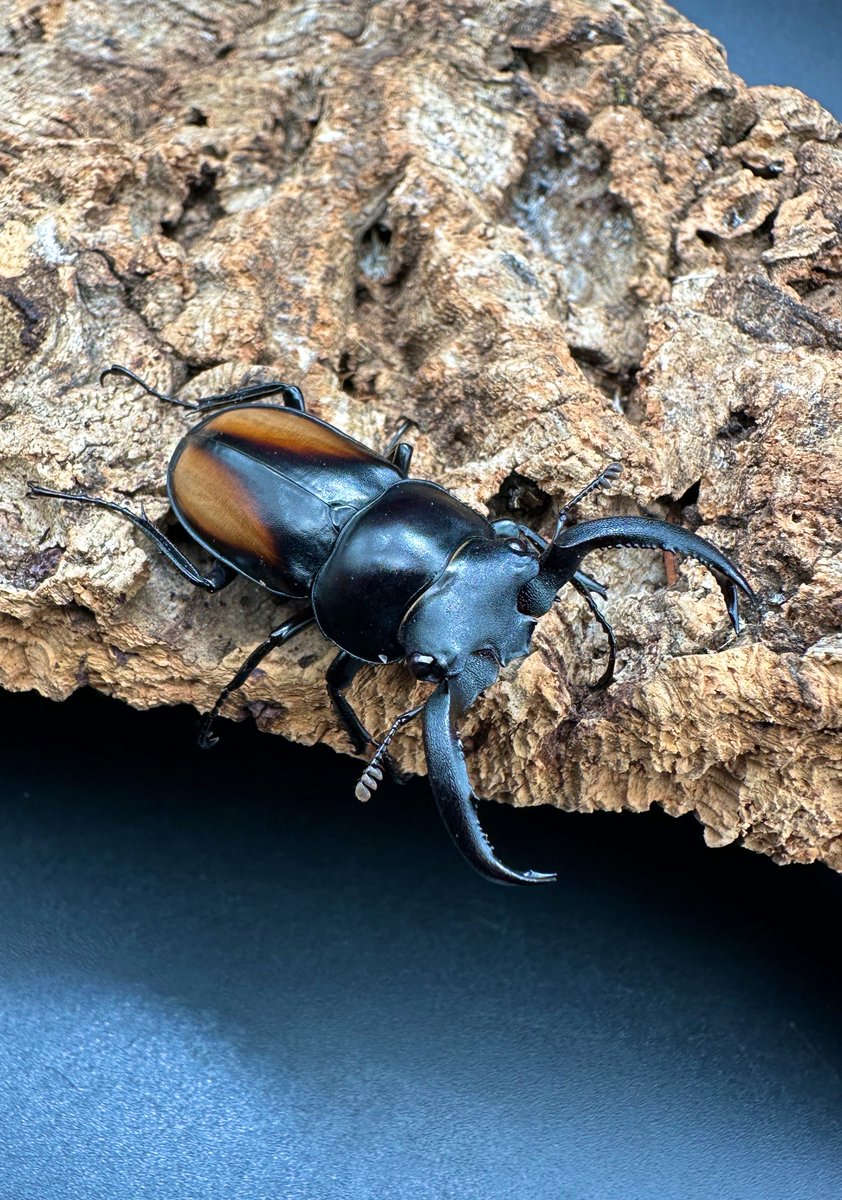 お値下げ❗️クリストフル　クワガタムシベース かぶぶくわわ (@mushi_lowkun) / Posts / X