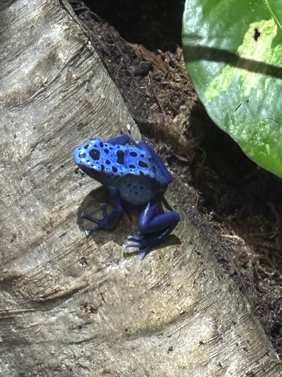 CryptoRobC's tweet image. Hold on Partner! Found a HOP 🐸 in the wild @HoldOnPartner