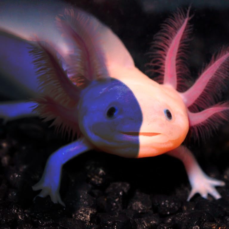 Axolotl fairy in Believix 🥺 I’m doing a lot of posts recently xoxo
#winx #winxoc