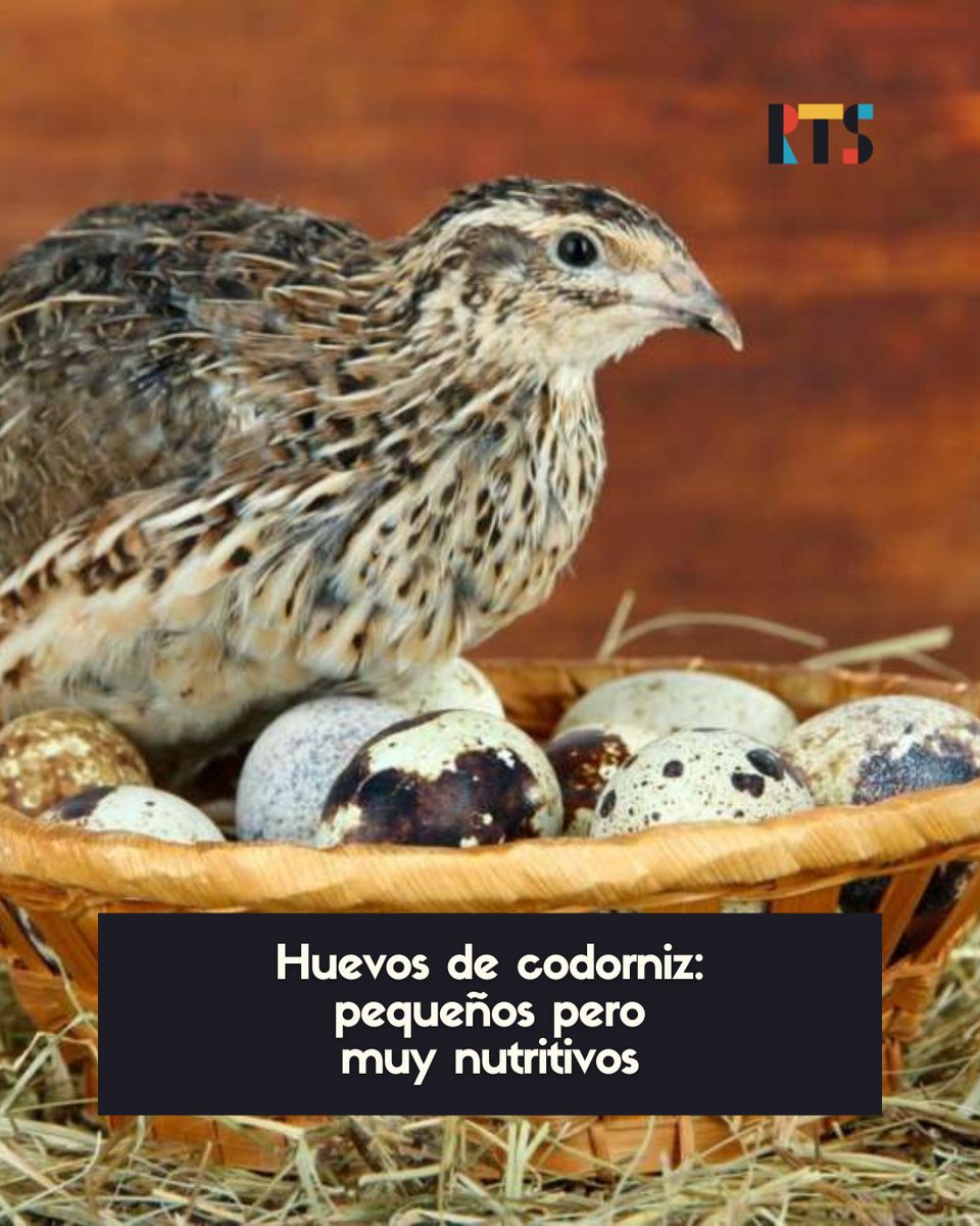 RTSmedios's tweet image. #InterésGeneral

Los huevos de codorniz son una opción sana y nutritiva para sumar a la dieta, y pueden utilizarse en infinidad de recetas.

La licenciada en Nutrición Valentina Marino y el gastronómico Sebastián Nappa comparten datos sobre este alimento y su importancia…