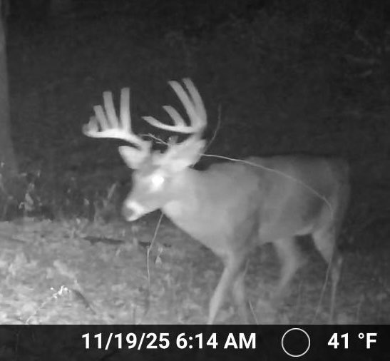 LFnFL 🦌🦃🏹🏈 🍢🌶️ tweet media