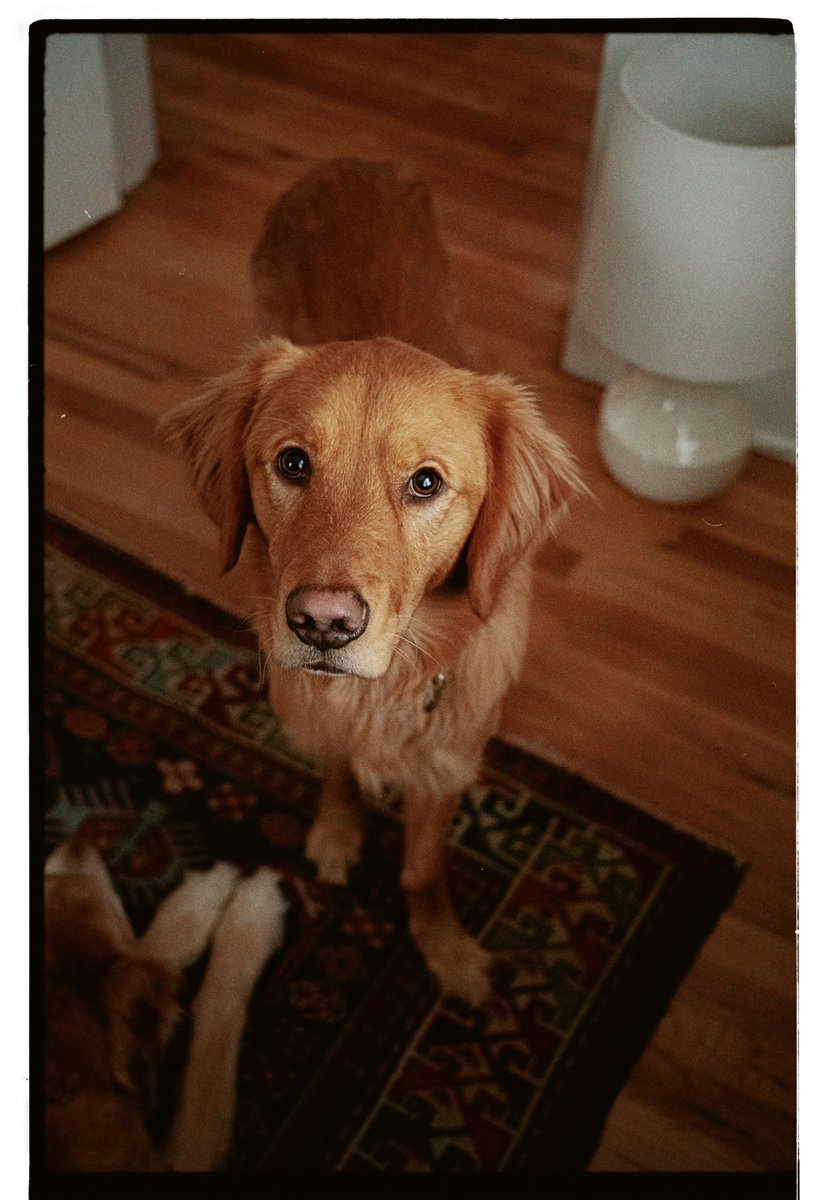 bk_moore's tweet image. Home lately.