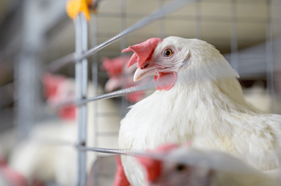 USDA Animal and Plant Health Inspection Service tweet media