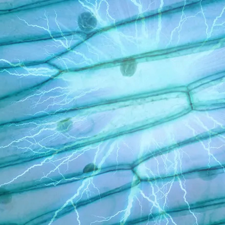 When tissues get crowded, who gets the boot? Turns out, it’s the cells running low on energy!

A new study from the Price College of Engineering and King's College London shows how our bodies maintain balance by extruding the weakest cells; a process vital for organ function.