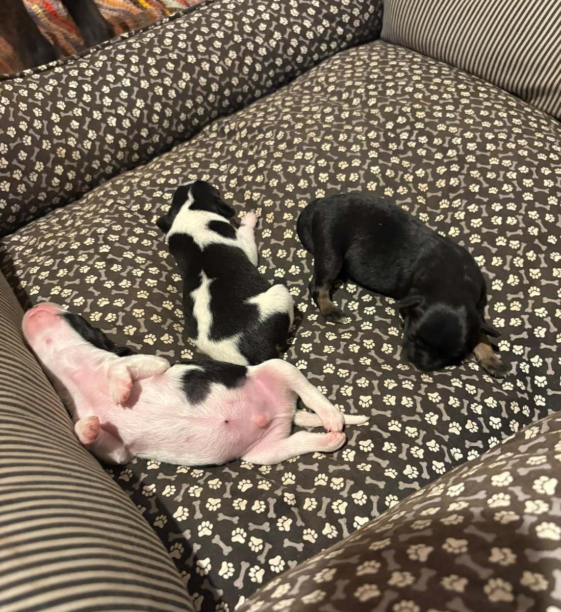 mynhac_c's tweet image. apaixonado nos meus bisnetos 🧓🏻