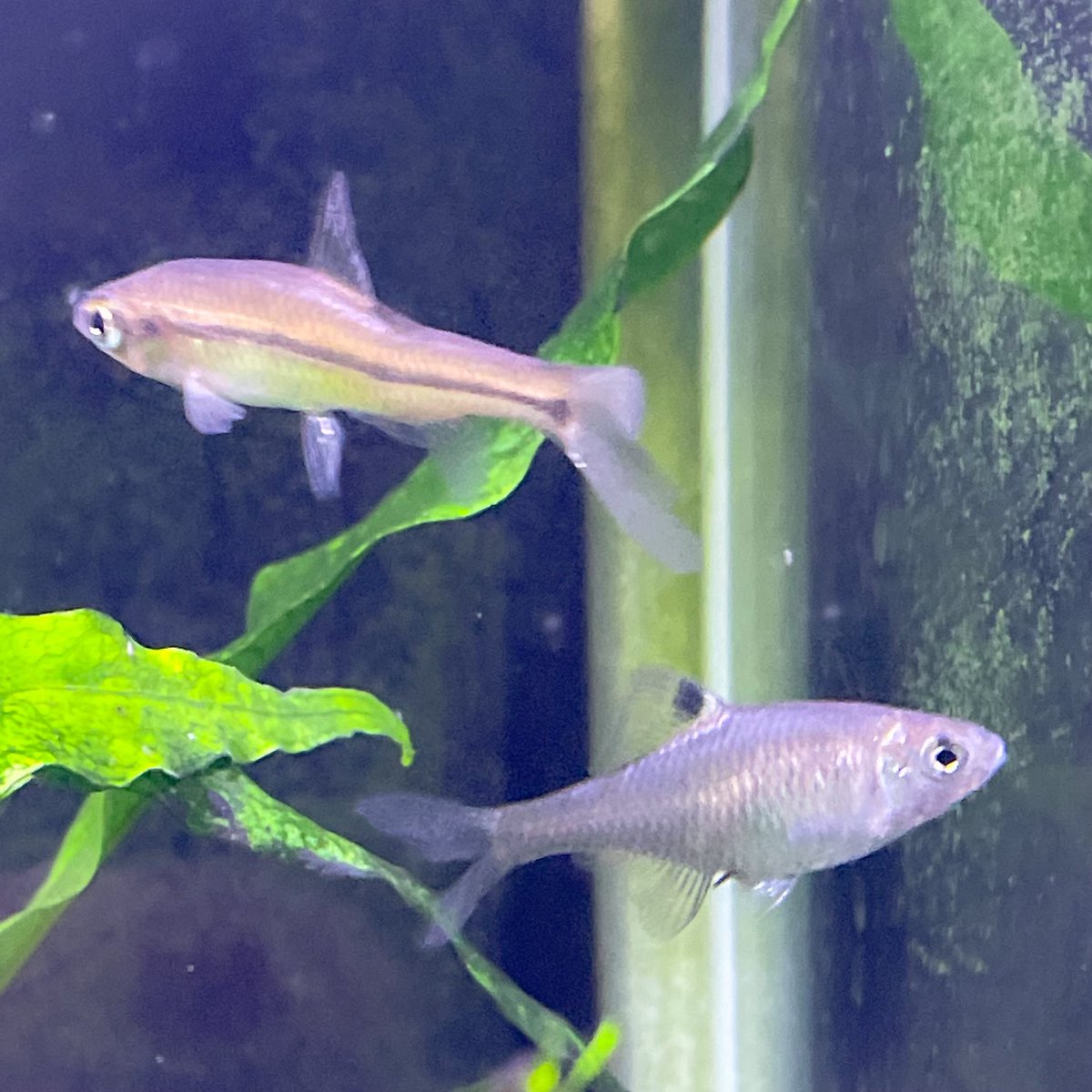 タナゴx タナゴ