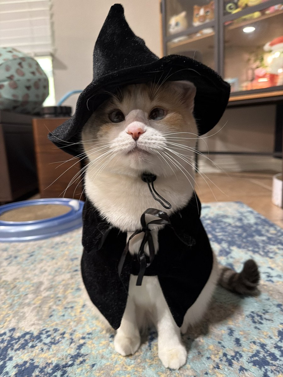 Are cats born ponk? Or do they have ponkness thrust upon them?