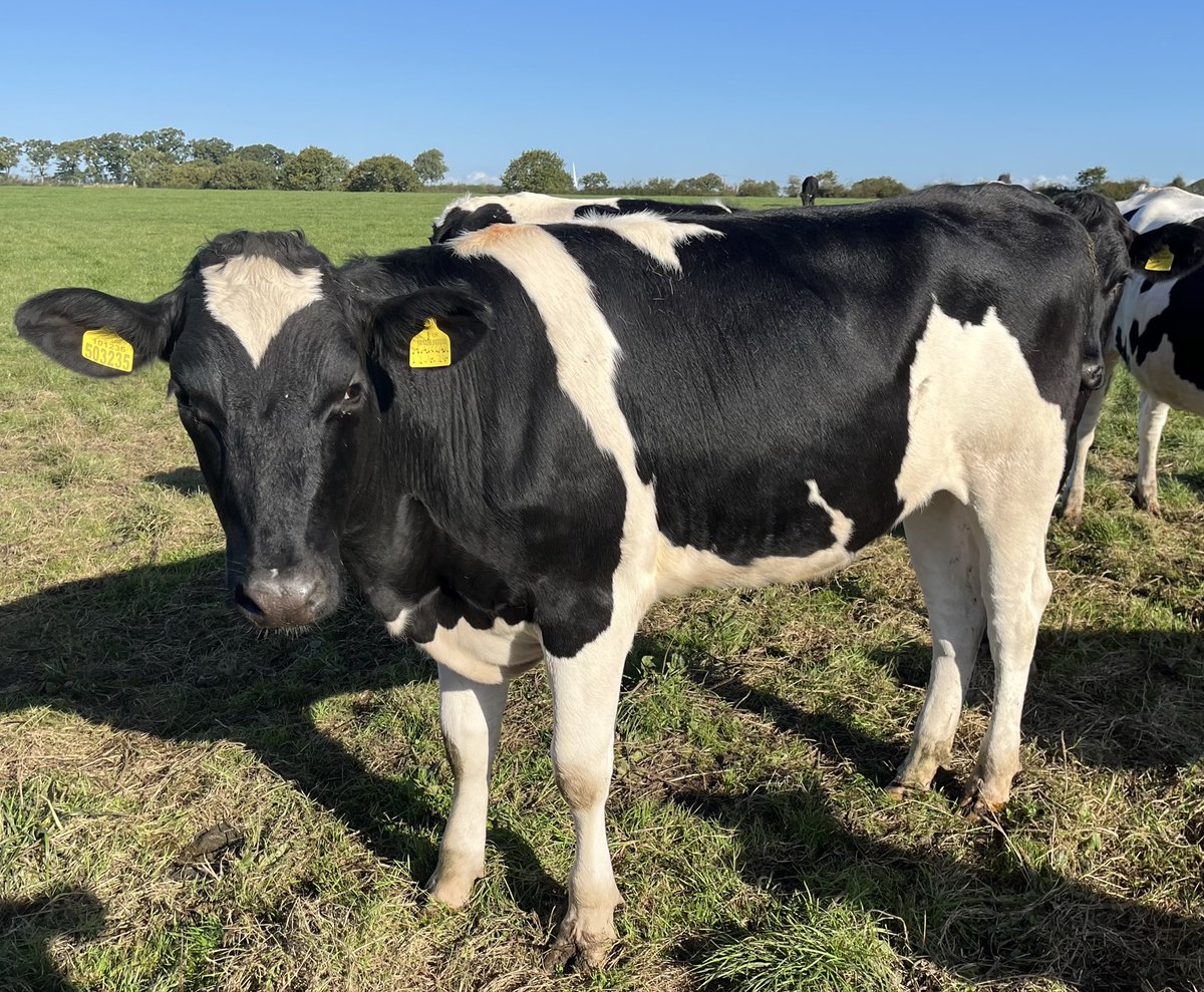 ortongrange's tweet photo. 4 Carlin family members sell on 26th November @borderway , Carlisle . 
Lot 37, 41, 189 &amp; 201. https://t.co/oBMpZqRjy3
