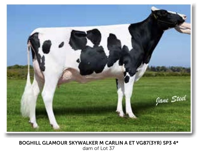 ortongrange's tweet photo. 4 Carlin family members sell on 26th November @borderway , Carlisle . 
Lot 37, 41, 189 &amp; 201. https://t.co/oBMpZqRjy3