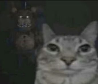 gabs 🩺🧠📚 |FERRETO:GABS tweet media