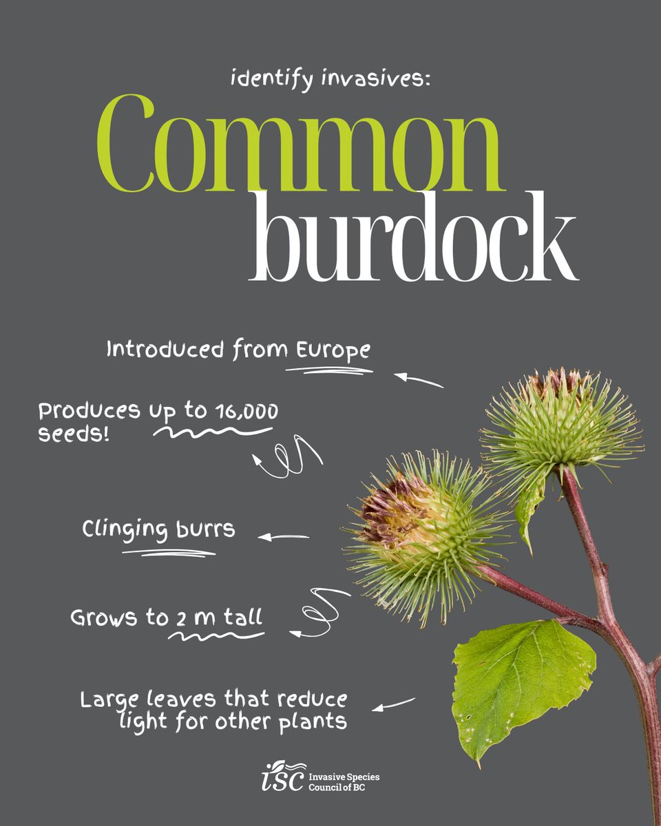 Invasive Species BC tweet media