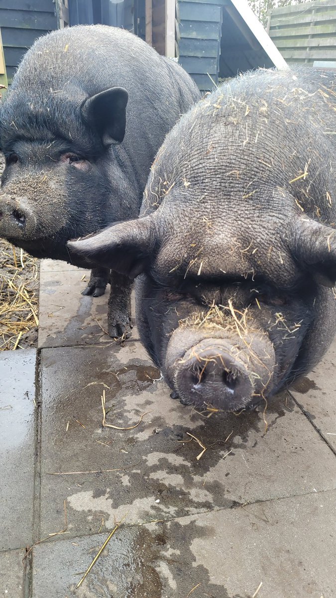 De opvang zit nagenoeg vol. Konijnen, cavia's, varkens, parkieten, etc.
De kosten rijzen de pan uit. 
Mocht u de stichting daarbij willen steunen,  dan kan dat via onderstaande link:
ing.nl/payreq/m/?trxi…
Dank u wel!