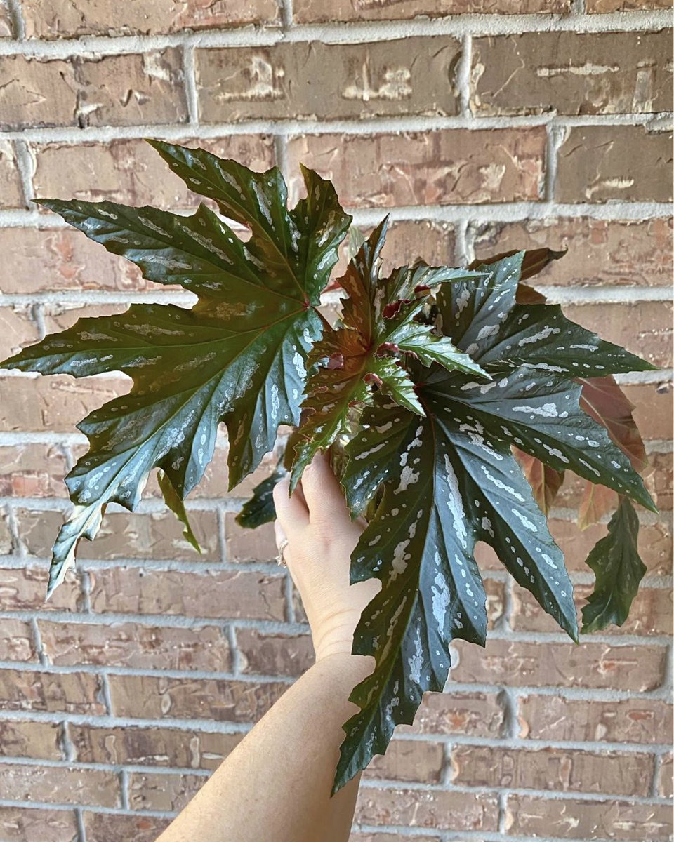 faunagrows's tweet image. We got some new plants today🫣

Would you guys like to see these on the website?💖