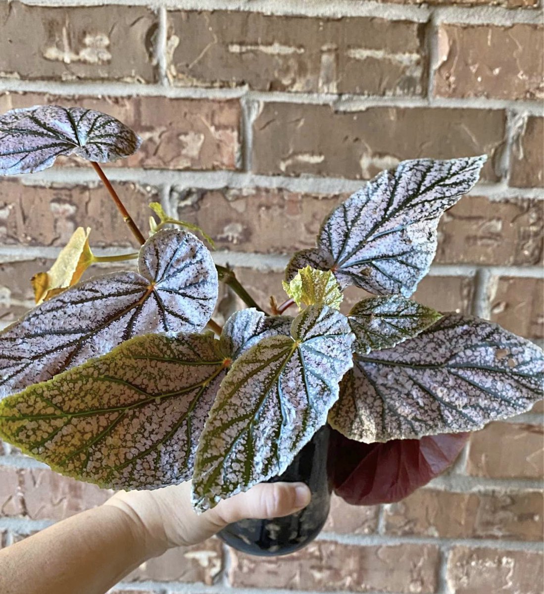 faunagrows's tweet image. We got some new plants today🫣

Would you guys like to see these on the website?💖