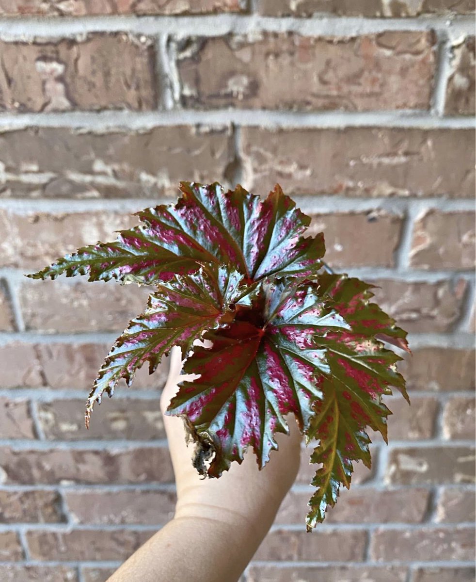 faunagrows's tweet image. We got some new plants today🫣

Would you guys like to see these on the website?💖