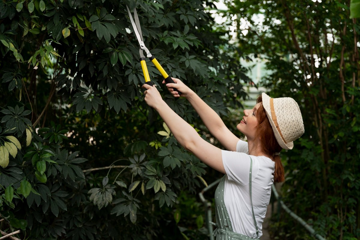 SesmasTree's tweet image. Tree Pruning Secrets: How Experts Keep Your Trees Thriving

Tree trimming or pruning plays a crucial role in improving curb appeal and the overall health of your landscape. While DIY enthusiasts may be tempted to prune small trees themselves, hiring ...

sesmastreeservice.com/tree-pruning-s…