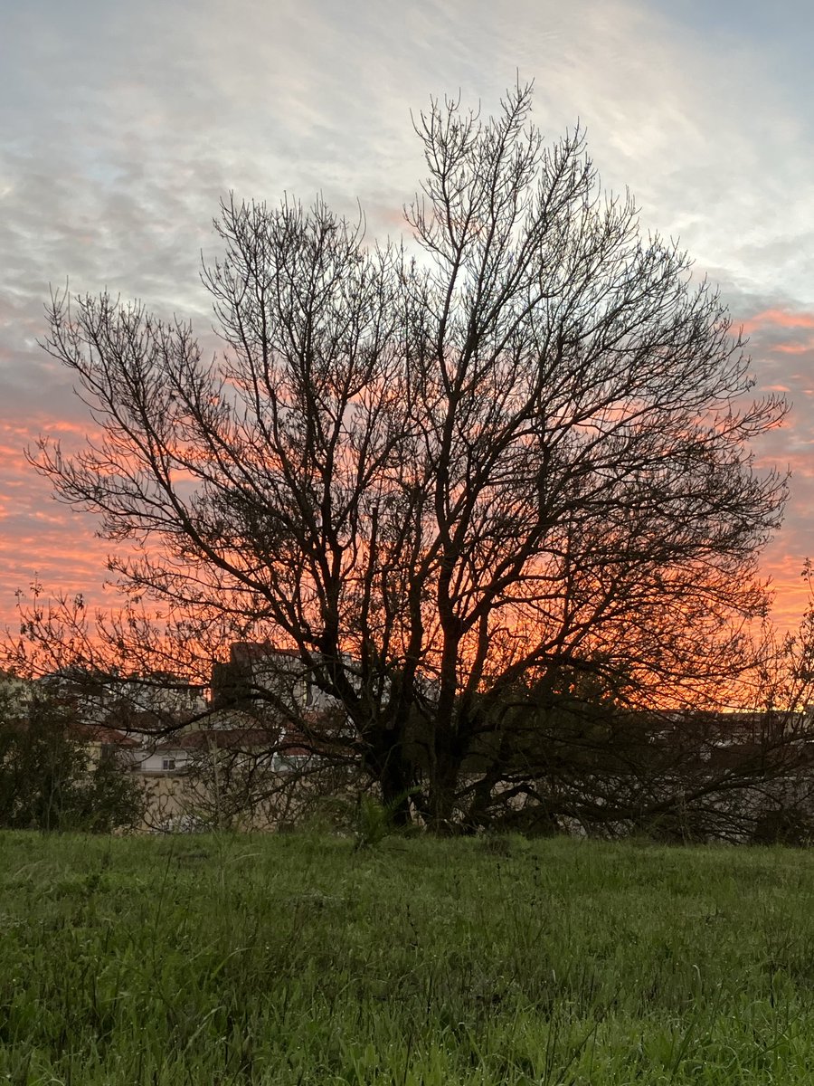 carlosmanuel_ms's tweet image. Eis o outono…