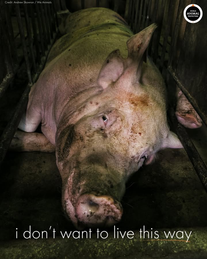 Animals wouldn't choose to live this way. 💔