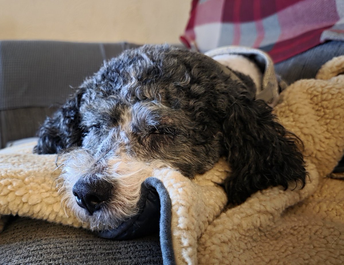 Waking up the doge to tell him the good news, he's so excited now, just doesnt quite understand why  #newstargate #stargate