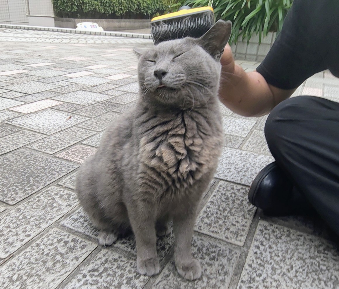 CROWSOFGANGSTA's tweet image. なるべく小さな幸せと
なるべく小さな不幸せ
なるべくいっぱい集めよう
そんな気持ちでブチかまそう(ｱﾚﾝｼﾞすな←