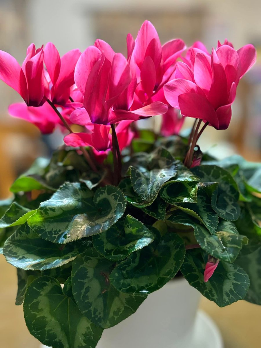 ❣️シクラメンです。２点おまとめ 二年目のシクラメンジックス | キヨミのガーデニングブログ 長澤淨美の