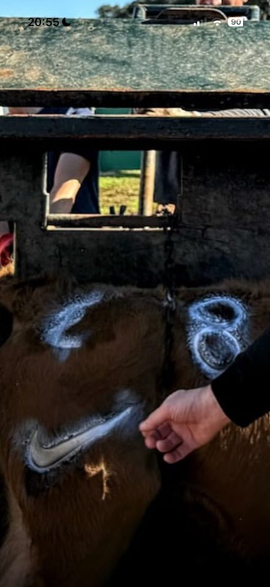 🎙 Chiringuito de Pitones 🎙 tweet media