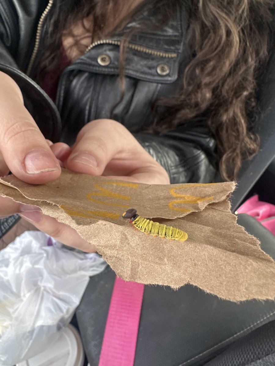 pr3tty_illusi0n's tweet photo. help!! what kind of caterpillar is this? we found it in my friend’s car and i can’t fina any results on google. it says it’s a monarch caterpillar, but it doesn’t look anything like one. https://t.co/SmV4agmfPq
