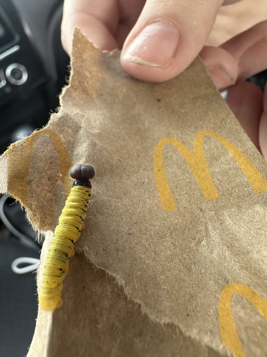 pr3tty_illusi0n's tweet photo. help!! what kind of caterpillar is this? we found it in my friend’s car and i can’t fina any results on google. it says it’s a monarch caterpillar, but it doesn’t look anything like one. https://t.co/SmV4agmfPq