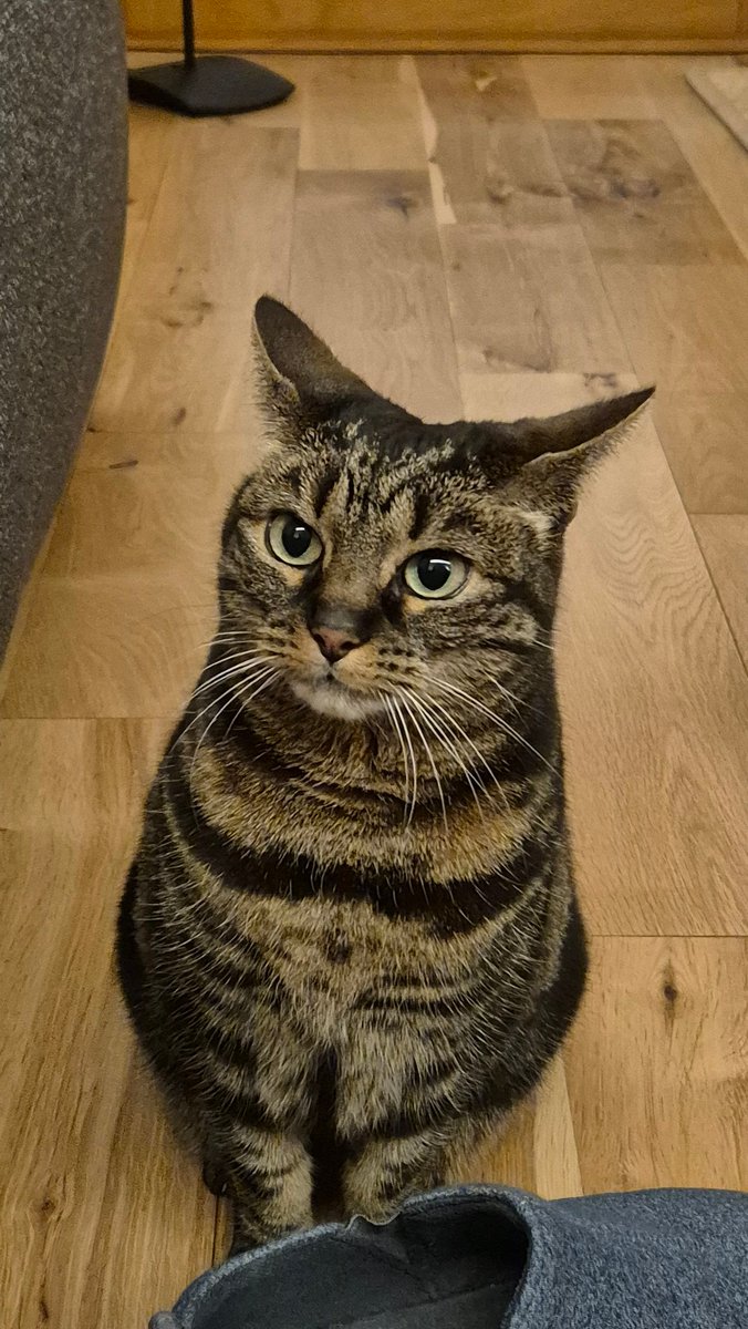 The keeper of the Slippers!
#Hedgewatch