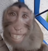 The Fire Rises tweet media