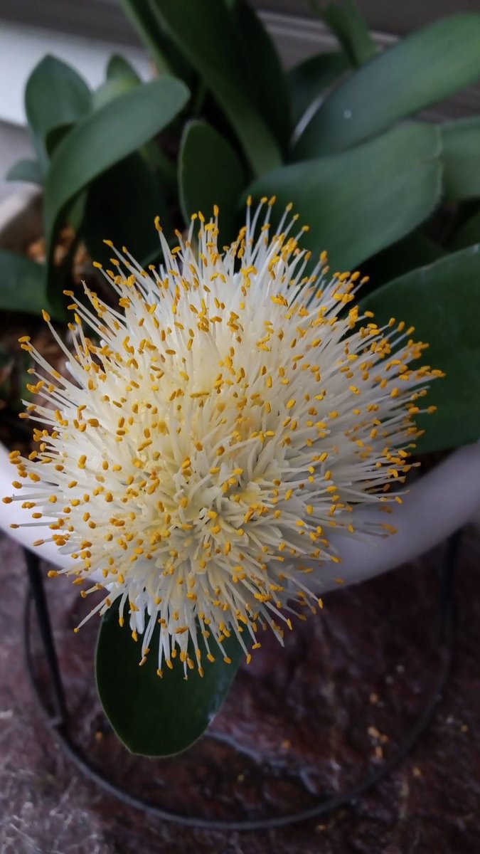 おはようございます☀️

大分の大規模な火災、お見舞い申し上げます🙏

空気も乾燥していますので
一人ひとりの注意が必要ですね

皆さま今日も健やかに良い一日をお過ごしください🍀✨

#マユハケオモト