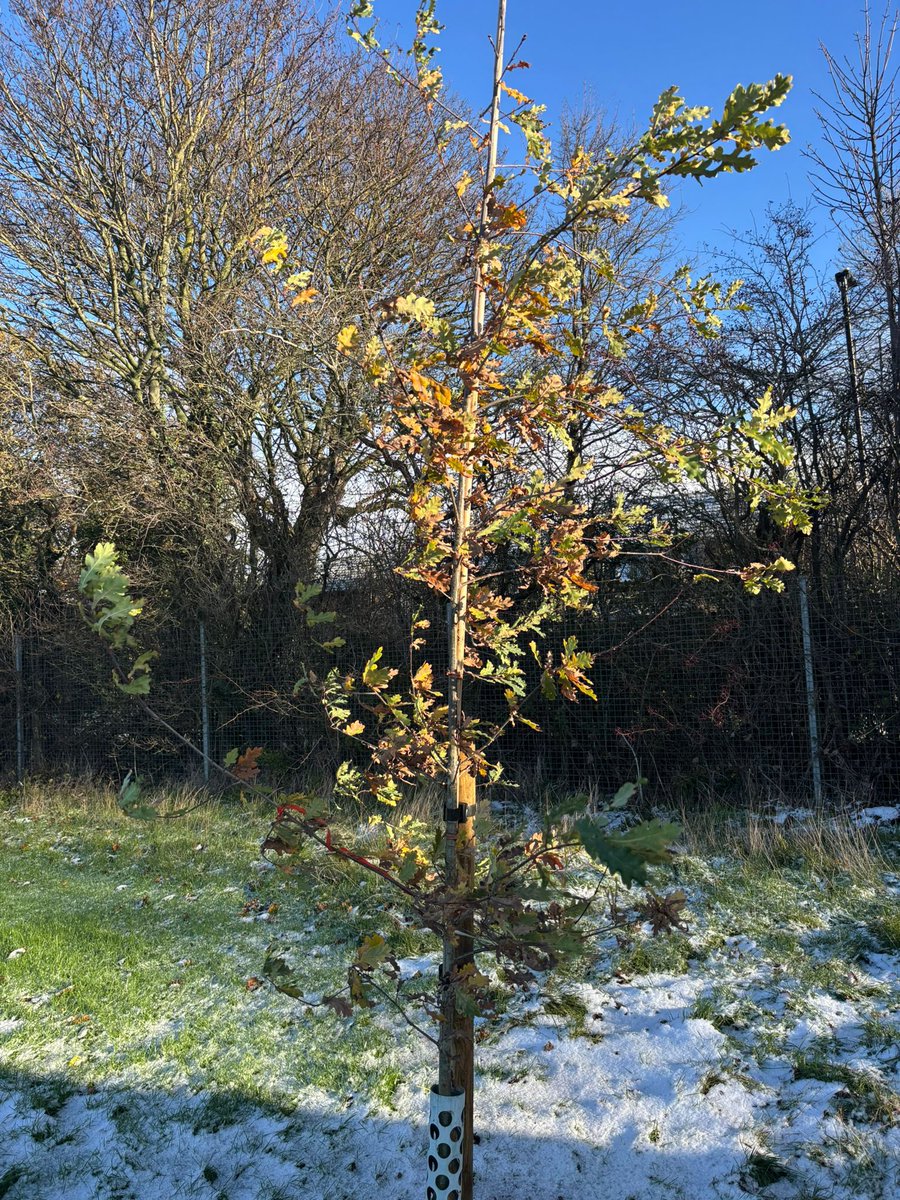 Amberley Primary tweet media