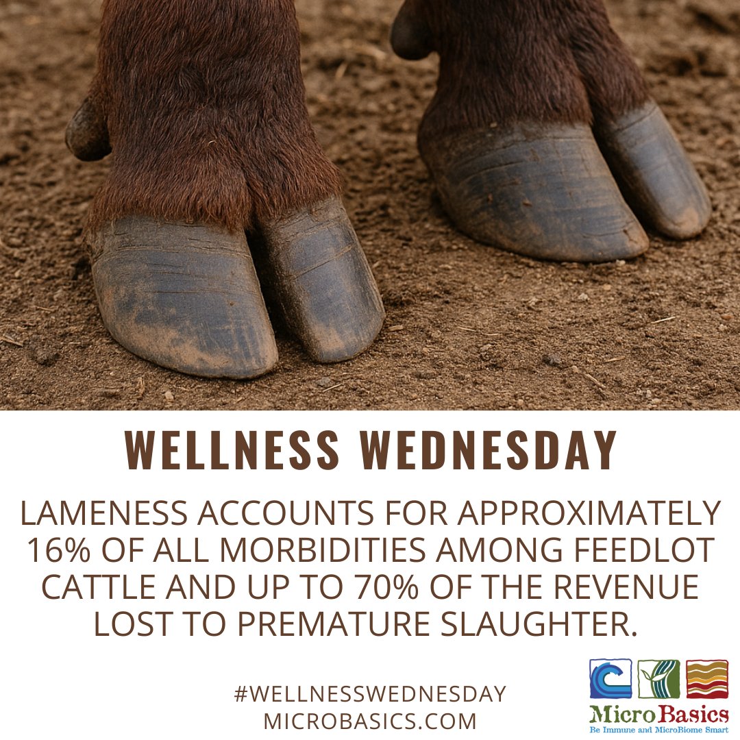 MicroBasics's tweet image. Lameness accounts for approximately 16% of all morbidities among feedlot cattle and up to 70% of the revenue lost to premature slaughter. Early intervention, management, and targeted nutrition strategies can substantially reduce lameness incidence and the associated costs.