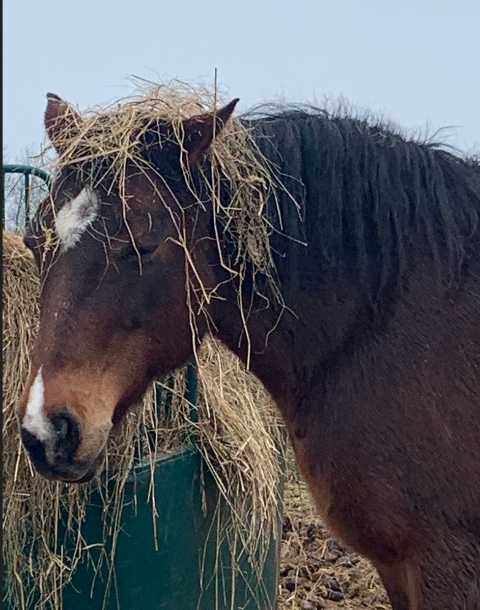 strumngrumbles's tweet image. Well… this wasn’t what I expected to walk into today 😂
I walked to the stable and found Devon wearing hay like a full-on wig.
He just stood there like, “What? This is my look now.”
Horses… never a dull moment on Grumbles Homestead 🤦‍♂️🐴
#HorseLife #FarmLaughs #GrumblesHomestead