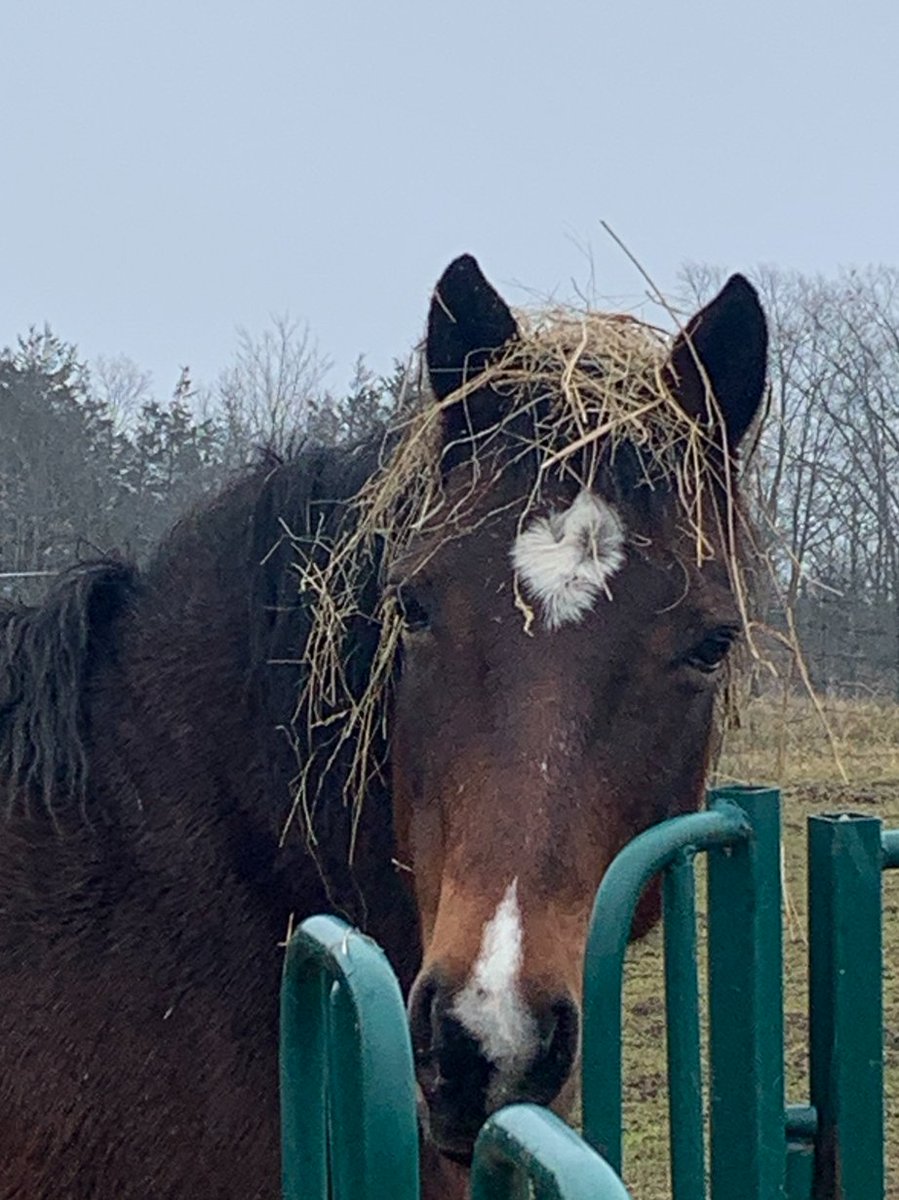 strumngrumbles's tweet image. Well… this wasn’t what I expected to walk into today 😂
I walked to the stable and found Devon wearing hay like a full-on wig.
He just stood there like, “What? This is my look now.”
Horses… never a dull moment on Grumbles Homestead 🤦‍♂️🐴
#HorseLife #FarmLaughs #GrumblesHomestead