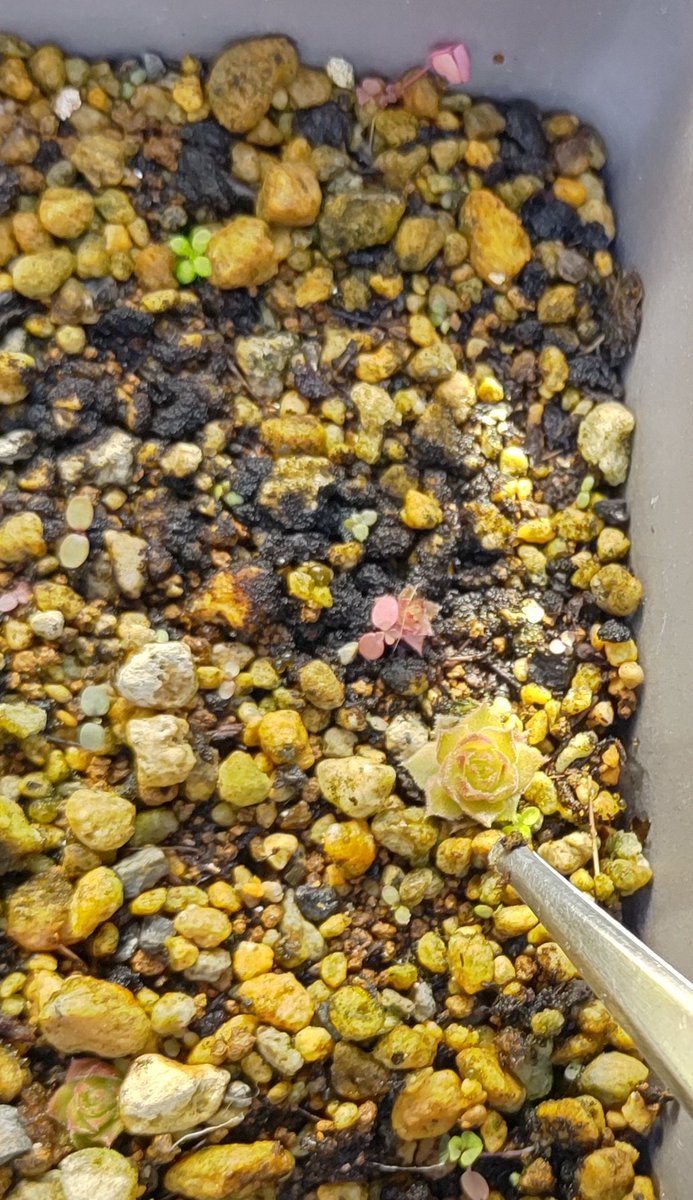 センペルビウム