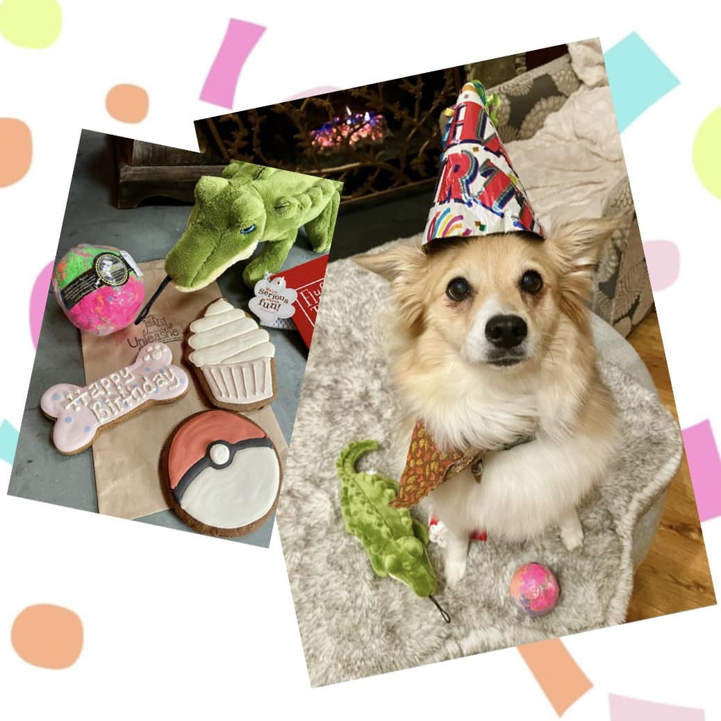 Eevee is 15 years old today. Happy birthday, my barky MClickerson.

Please don't leave me yet. I'm still hurting from losing Teddy.

I love you.