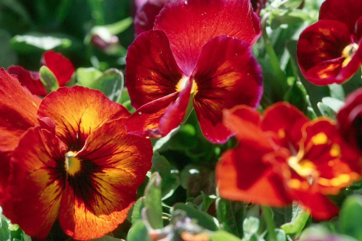 TheLocalVoice's tweet image. Lafayette County Master Gardeners: November Garden Calendar by Bronwynne Bailey

Winter months are the perfect time to cut hardwood plants, like crape myrtles, roses, hydrangeas, and wisteria for new growth.

thelocalvoice.net/oxford/lafayet…