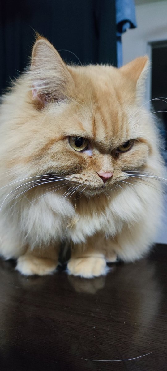 ふーちゃん＠猫オデ (@fu5danmemo) / Posts / X